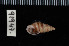  ( - ZMBN 91947)  @11 [ ] CreativeCommons - Attribution Non-Commercial Share-Alike (2014) Manuel A. E. Malaquias University of Bergen, Natural History Collections