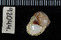  (Tectonatica sagraiana - ZMBN 92044)  @12 [ ] CreativeCommons - Attribution Non-Commercial Share-Alike (2014) Manuel A. E. Malaquias University of Bergen, Natural History Collections
