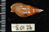  ( - ZMBN 92103)  @11 [ ] CreativeCommons - Attribution Non-Commercial Share-Alike (2014) Manuel A. E. Malaquias University of Bergen, Natural History Collections