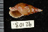  ( - ZMBN 92103)  @11 [ ] CreativeCommons - Attribution Non-Commercial Share-Alike (2014) Manuel A. E. Malaquias University of Bergen, Natural History Collections