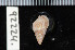  ( - ZMBN 92224)  @11 [ ] CreativeCommons - Attribution Non-Commercial Share-Alike (2014) Manuel A. E. Malaquias University of Bergen, Natural History Collections