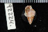  ( - ZMBN 92224)  @11 [ ] CreativeCommons - Attribution Non-Commercial Share-Alike (2014) Manuel A. E. Malaquias University of Bergen, Natural History Collections