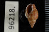  ( - ZMBN 96218)  @11 [ ] CreativeCommons - Attribution Non-Commercial Share-Alike (2014) Manuel A. E. Malaquias University of Bergen, Natural History Collections