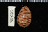  (Persiculinae - ZMBN 96245)  @12 [ ] CreativeCommons - Attribution Non-Commercial Share-Alike (2014) Manuel A. E. Malaquias University of Bergen, Natural History Collections