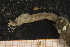  (Diopatra sp. 02 - UMBergen_MBOWA_onup31)  @13 [ ] CreativeCommons - Attribution Non-Commercial Share-Alike (2013) Natural History Collections, University of Bergen University of Bergen, Natural History Collections