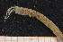  (Diopatra sp. 11 - UMBergen_MBOWA_onup32)  @11 [ ] CreativeCommons - Attribution Non-Commercial Share-Alike (2013) Natural History Collections, University of Bergen University of Bergen, Natural History Collections