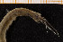  ( - UMBergen_MBOWA_onup73)  @11 [ ] CreativeCommons - Attribution Non-Commercial Share-Alike (2013) Natural History Collections, University of Bergen University of Bergen, Natural History Collections