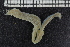  ( - ZMBN_106912)  @11 [ ] CreativeCommons - Attribution Non-Commercial Share-Alike (2016) University of Bergen University of Bergen, Natural History Collections