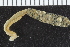  (Pista sp. MHL2 - ZMBN_107066)  @11 [ ] CreativeCommons - Attribution Non-Commercial Share-Alike (2016) University of Bergen University of Bergen, Natural History Collections