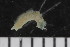  (Phylo sp - ZMBN_107980)  @11 [ ] CreativeCommons - Attribution Non-Commercial Share-Alike (2017) University of Bergen Natural History Collections