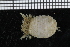  ( - ZMBN_98116)  @11 [ ] CreativeCommons - Attribution Non-Commercial Share-Alike (2015) University of Bergen University of Bergen, Natural History Collections