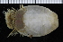  ( - ZMBN_98117)  @11 [ ] CreativeCommons - Attribution Non-Commercial Share-Alike (2015) University of Bergen University of Bergen, Natural History Collections