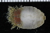  ( - ZMBN_98118)  @11 [ ] CreativeCommons - Attribution Non-Commercial Share-Alike (2015) University of Bergen University of Bergen, Natural History Collections