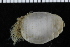  ( - ZMBN_98118)  @11 [ ] CreativeCommons - Attribution Non-Commercial Share-Alike (2015) University of Bergen University of Bergen, Natural History Collections