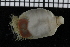  ( - ZMBN_98119)  @11 [ ] CreativeCommons - Attribution Non-Commercial Share-Alike (2015) University of Bergen University of Bergen, Natural History Collections