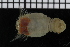  ( - ZMBN_98131)  @12 [ ] CreativeCommons - Attribution Non-Commercial Share-Alike (2015) University of Bergen University of Bergen, Natural History Collections