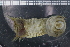  ( - ZMBN_98143)  @12 [ ] CreativeCommons - Attribution Non-Commercial Share-Alike (2015) University of Bergen University of Bergen, Natural History Collections