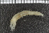  ( - ZMBN_98147)  @11 [ ] CreativeCommons - Attribution Non-Commercial Share-Alike (2015) University of Bergen University of Bergen, Natural History Collections
