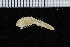  ( - ZMBN_98149)  @14 [ ] CreativeCommons - Attribution Non-Commercial Share-Alike (2015) University of Bergen University of Bergen, Natural History Collections