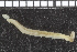  ( - ZMBN_98185)  @11 [ ] CreativeCommons - Attribution Non-Commercial Share-Alike (2015) University of Bergen University of Bergen, Natural History Collections
