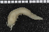  (Samytha sp - ZMBN_98186)  @11 [ ] CreativeCommons - Attribution Non-Commercial Share-Alike (2015) University of Bergen University of Bergen, Natural History Collections