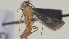  (Crassomicrodus nigriceps - CCDB-38201-E01)  @11 [ ] CreativeCommons Attribution ShareAlike (2023) (2023) M J Sharkey Research Collection of Michael Sharkey