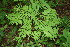  (Vachiella tenuifolia - BioBot00016)  @11 [ ] Copyright (2010) Unspecified Unspecified