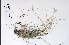  (Poa pratensis ssp alpigena - 09PROBE-05446)  @11 [ ] Copyright (2010) Unspecified Unspecified