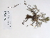  (Potentilla anserina ssp egedii - 09PROBE-05497)  @11 [ ] Copyright (2010) Unspecified Unspecified