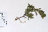  (Salix planifolia - 09PROBE-05504)  @11 [ ] Copyright (2010) Unspecified Unspecified