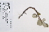  (Salix vestita - 09PROBE-05546)  @11 [ ] Copyright (2010) Unspecified Unspecified
