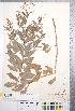  (Gillenia trifoliata - CCDB-18301-H12)  @11 [ ] No Rights Reserved (2014) Deb Metsger Royal Ontario Museum