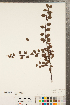  (Cotoneaster divaricatus - CCDB-23110-F07)  @11 [ ] Copyright (2015) Deb Metsger Royal Ontario Museum