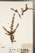  (Cotoneaster horizontalis - CCDB-23110-E07)  @11 [ ] Copyright (2015) Deb Metsger Royal Ontario Museum
