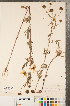  (Bidens trichosperma - CCDB-22989-G03)  @11 [ ] No Rights Reserved (2014) Deb Metsger Royal Ontario Museum
