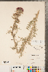  (Carduus nutans subsp. nutans - CCDB-22989-E03)  @11 [ ] No Rights Reserved (2014) Deb Metsger Royal Ontario Museum