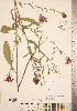  (Centaurea nigrescens - CCDB-22989-D03)  @11 [ ] No Rights Reserved (2014) Deb Metsger Royal Ontario Museum