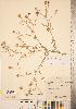  (Centaurea x psammogena - CCDB-22989-H04)  @11 [ ] No Rights Reserved (2014) Deb Metsger Royal Ontario Museum