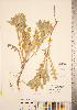  (Centaurea benedicta - CCDB-22989-F04)  @11 [ ] No Rights Reserved (2014) Deb Metsger Royal Ontario Museum