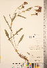 (Centaurea x moncktonii - CCDB-22989-D04)  @11 [ ] No Rights Reserved (2014) Deb Metsger Royal Ontario Museum