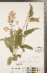  (Symphyotrichum shortii - CCDB-22989-C05)  @11 [ ] Copyright (2015) Deb Metsger Royal Ontario Museum