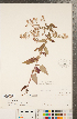  (Symphyotrichum undulatum - CCDB-22989-H06)  @11 [ ] Copyright (2015) Deb Metsger Royal Ontario Museum