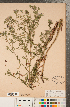  (Symphyotrichum eatonii - CCDB-22989-E07)  @11 [ ] Copyright (2015) Deb Metsger Royal Ontario Museum