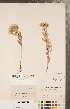  (Sericocarpus - CCDB-22989-B07)  @11 [ ] Copyright (2015) Deb Metsger Royal Ontario Museum