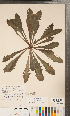  (Crepis vesicaria subsp. haenseleri - CCDB-24896-B01)  @11 [ ] Copyright (2015) Deb Metsger Royal Ontario Museum