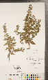 (Scutellaria x churchilliana - CCDB-24896-E09)  @11 [ ] Copyright (2015) Deb Metsger Royal Ontario Museum