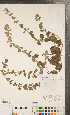  (Mentha x muelleriana - CCDB-24897-A02)  @11 [ ] Copyright (2015) Deb Metsger Royal Ontario Museum