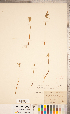  (Botrychium lanceolatum subsp. angustisegmentum - CCDB-18287-H02)  @11 [ ] Copyright (2015) Deb Metsger Royal Ontario Museum