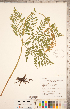  (Ophioglossaceae - CCDB-18287-H03)  @11 [ ] Copyright (2015) Deb Metsger Royal Ontario Museum