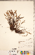  (Myriopteris gracillima - CCDB-18287-E11)  @11 [ ] Copyright (2015) Deb Metsger Royal Ontario Museum